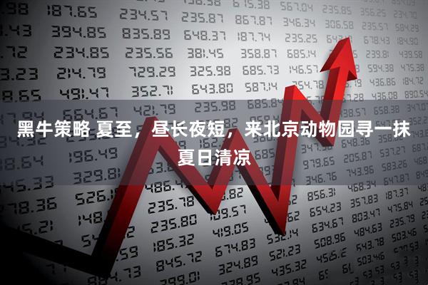 黑牛策略 夏至，昼长夜短，来北京动物园寻一抹夏日清凉